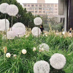 Premium Solar Dandelion LED Garden Light