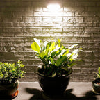 Premium Solar LED Outdoor Wall Sconce