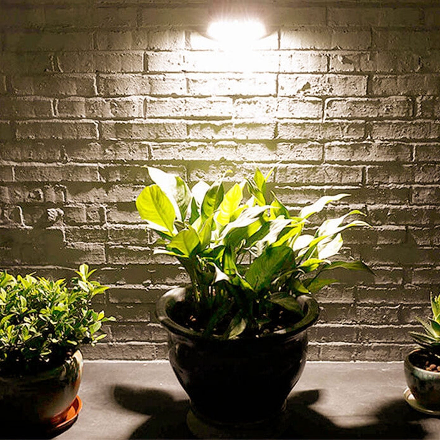 Premium Solar LED Outdoor Wall Sconce